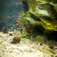 Lumache per acquario dolce Physa