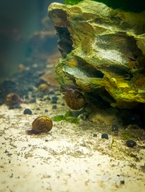 Lumache per acquario dolce Physa