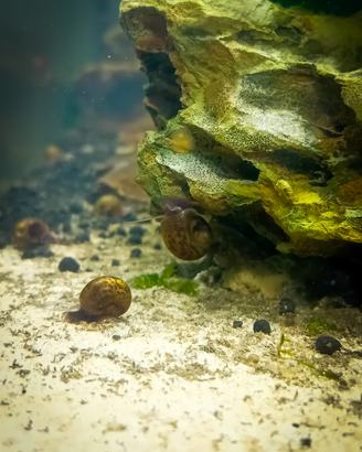 Lumache per acquario dolce Planorbarius