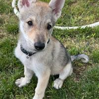 Cane lupo cecoslovacco