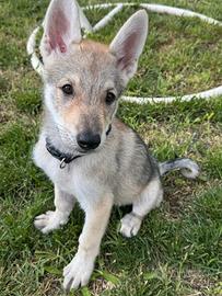 Cane lupo cecoslovacco