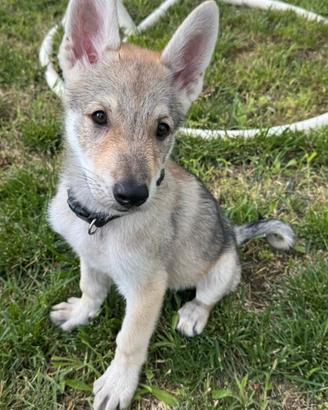 Cane lupo cecoslovacco