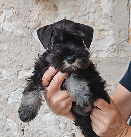 Schnauzer nano cucciola