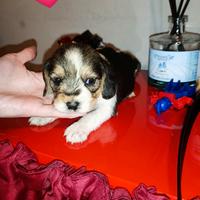 Cavalier king e maltese Toy