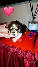 Cavalier king e maltese Toy