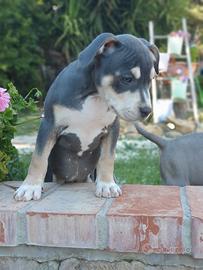 pitbull tricolor 