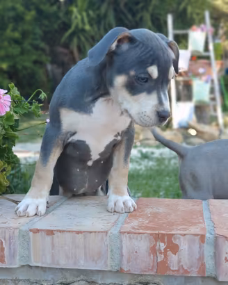 pitbull tricolor 