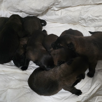 8 cuccioli malinois