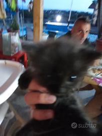 Regaliamo 4 gattini