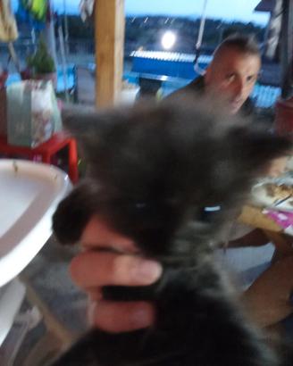 Regaliamo 4 gattini