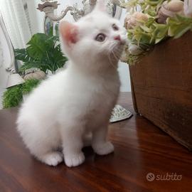 Cucciolo british shorthair