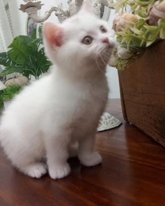 Cucciolo british shorthair