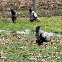 Galli brama colore argento