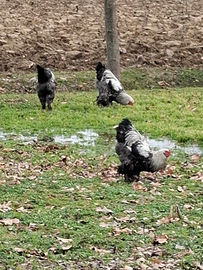 Galli brama colore argento