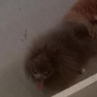 Pomerania Spitz colore cioccolato