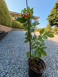 lamponi rifiorenti 