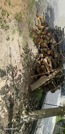 legna a tronchi