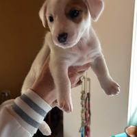 Cuccioli Jack Russel