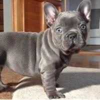 Bulldog francese grigi