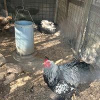 Galline razza Brahma