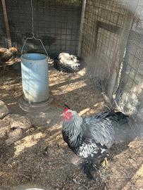 Galline razza Brahma