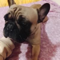 Bulldog francese femmina
