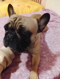 Bulldog francese femmina