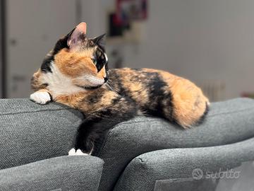 Lilli gattina di 7 anni sterilizzata vaccinata