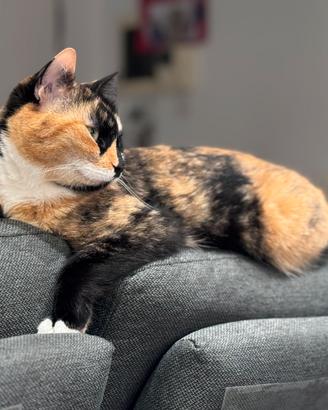 Lilli gattina di 7 anni sterilizzata vaccinata