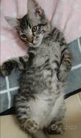 Gattini