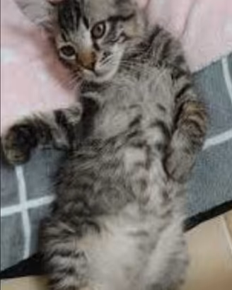Gattini