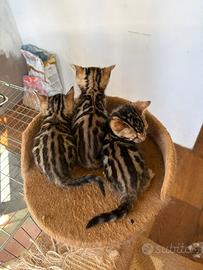 Bengala Brown Spotted con rosette straordinarie