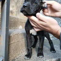 Cucciola Cane Corso