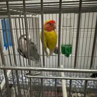 Inseparabile maschio