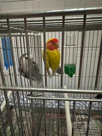 Inseparabile maschio