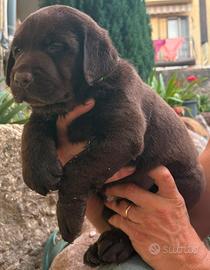 Cuccioli Labrador Chocolate