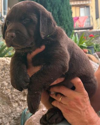 Cuccioli Labrador Chocolate