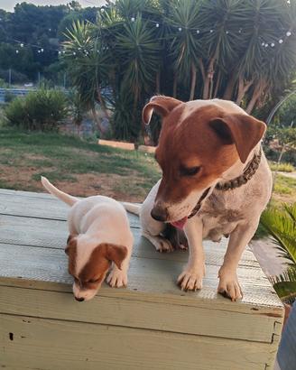 Cuccioli di Jack Russel