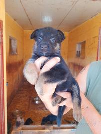 cuccioli di pastore belga