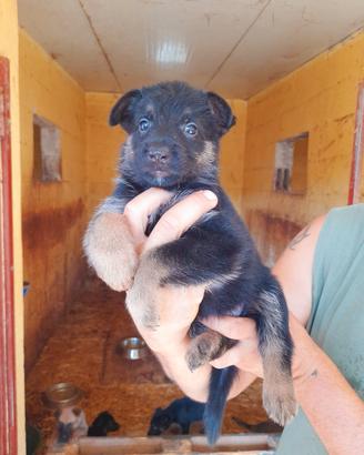 cuccioli di pastore belga