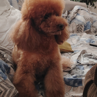 Accoppiamento barboncini toy