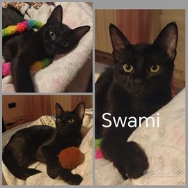 Swamy gattina 5 mesi