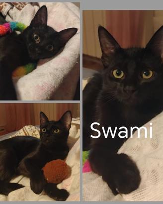 Swamy gattina 5 mesi
