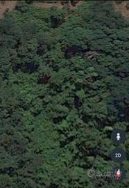 Bosco collinare provincia di Pistoia