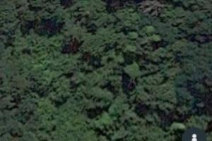 Bosco collinare provincia di Pistoia