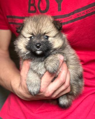 Spitz tedesco Pomerania