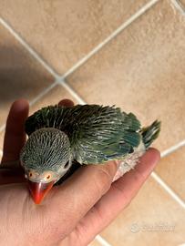 Pappagalli pulli imbecco parrocchetti dal collare