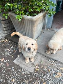 Golden retriever con pedigree