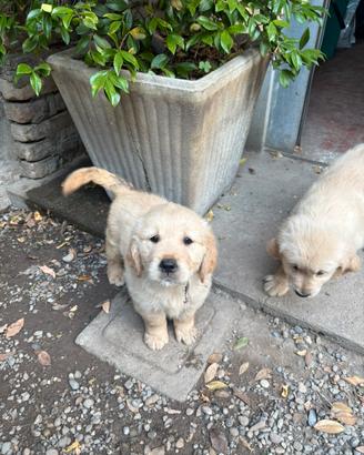 Golden retriever con pedigree