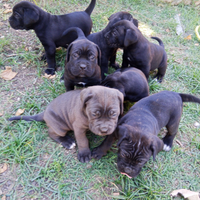 Disponibili cuccioli di corso